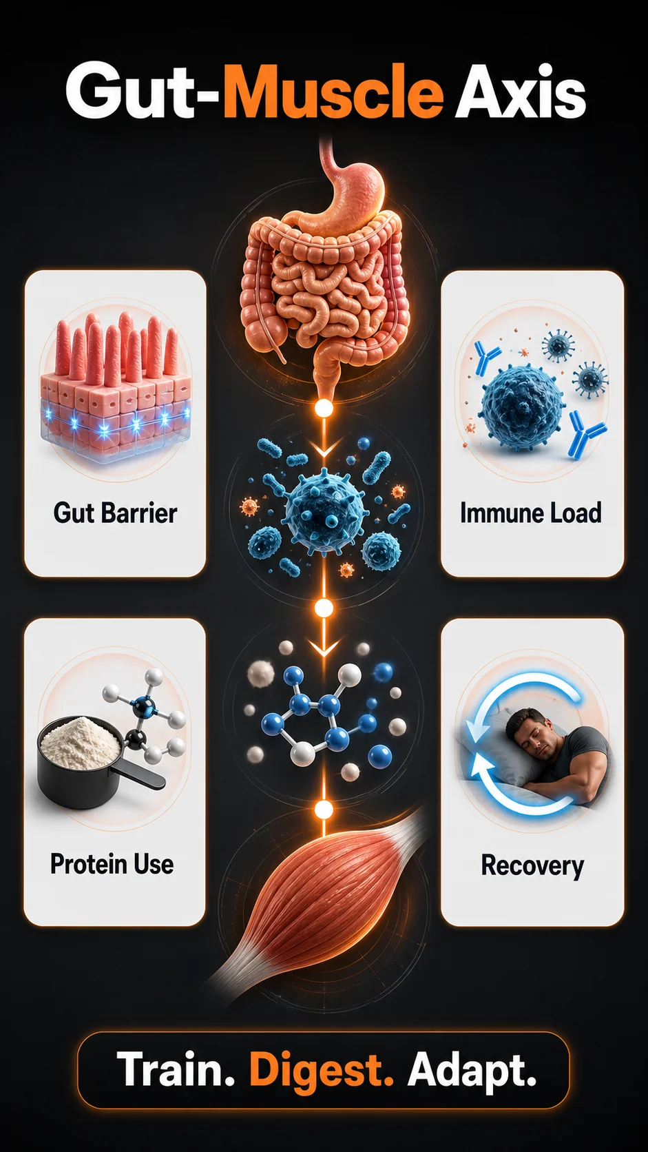 Probiotics for Fitness | Gut-Muscle Guide for Men 3 Gut-muscle axis infographic showing gut barrier, immune load, protein use, and recovery