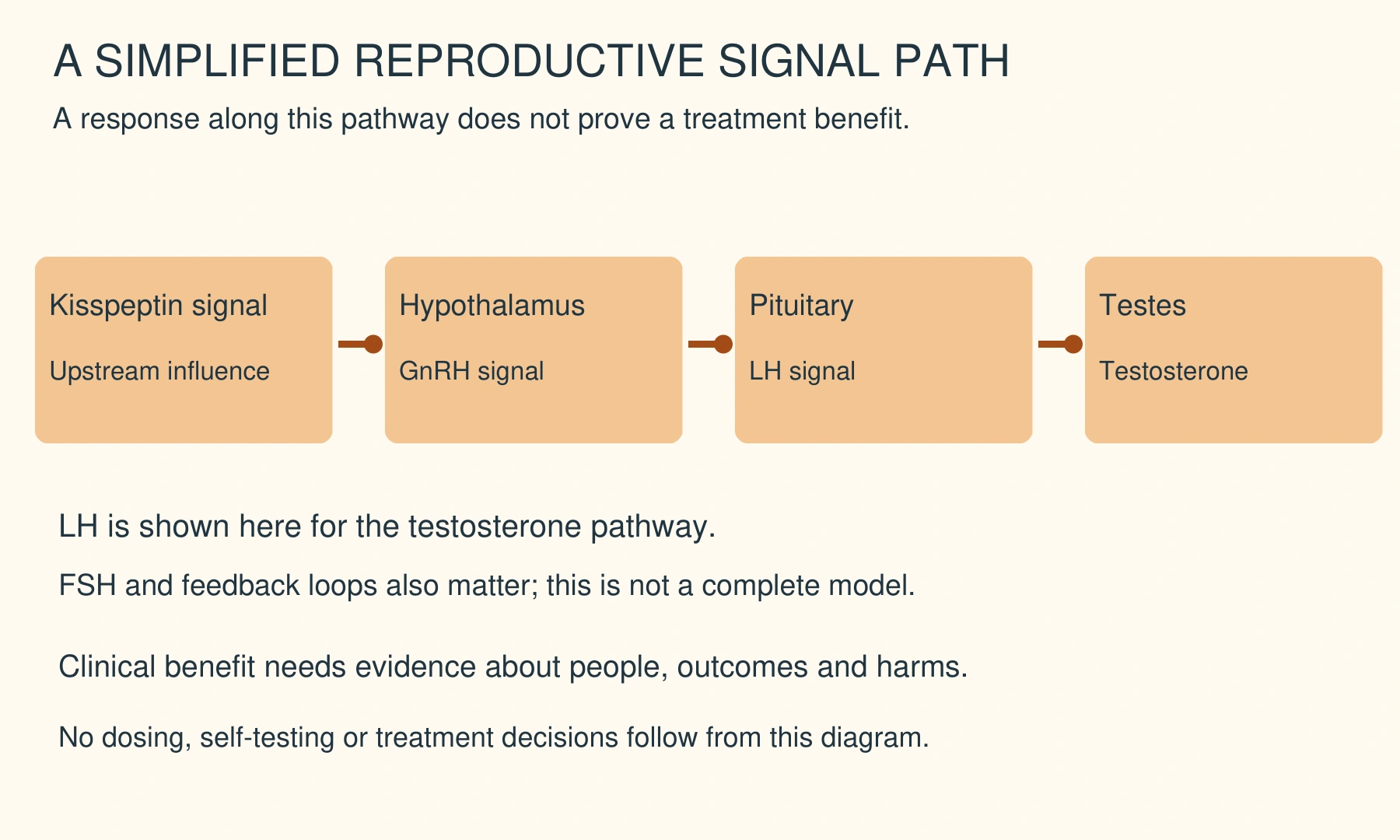 What Peptides Increase Testosterone? | Evidence and Risks 4 Simplified reproductive signaling: kisspeptin influences upstream signaling, while LH acts on the testes; other pathways and feedback are omitted.